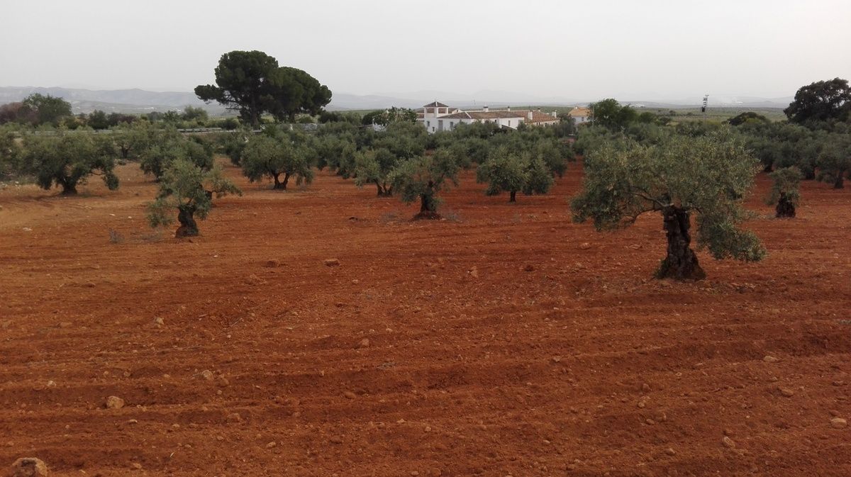 Lucena et ses environs : traditions, saveurs et paysages